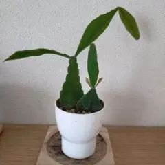 こまきち様 リクエスト 2点 まとめ商品