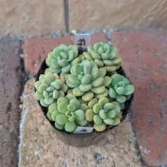 D-tama様 リクエスト 2点 まとめ商品