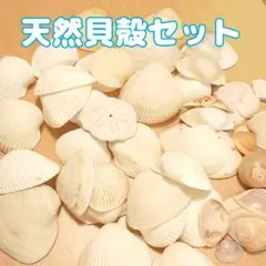 【まとめ売り】天然貝殻セット