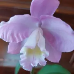 Rlc.Haw Yuan Gold ハウヤン・ゴールド オリジナル分け株カトレア