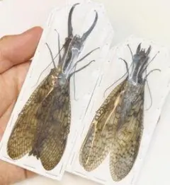 2026年最新】オオキバヘビトンボの人気アイテム - メルカリ