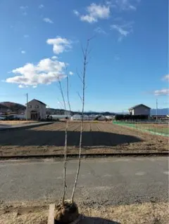 2025年最新】山採りの人気アイテム - メルカリ