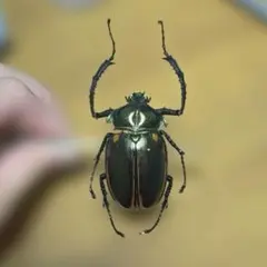 胸部が赤い個体 ベトナム産 ヤンソニーテナガコガネ 標本 - メルカリ
