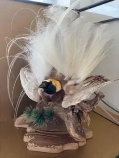 極楽鳥　剥製 剥製 極楽鳥