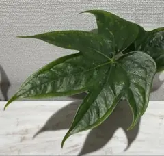 たまみ様 リクエスト 2点 まとめ商品