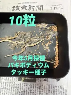 2026年最新】パキポディウム タッキーの人気アイテム - メルカリ