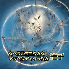 A*O様 種子　ペラルゴニウム☆アッペンディクラツム　塊根植物のサムネイル