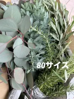 올리브&미모사 퍼퓨레아&로즈마리 컷 브랜치 80 사이즈 3종 그린 세트