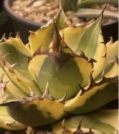 2026年最新】オテロイ 斑入りの人気アイテム - メルカリ