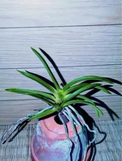 2025年最新】富貴蘭 羆の人気アイテム - メルカリ