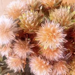 878 GREEN.様 リクエスト 4点 まとめ商品