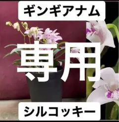 2026年最新】キンギアナムの人気アイテム - メルカリ