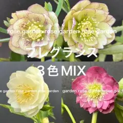 クリスマスローズ 種 ソレイユ mix 40粒 - メルカリ