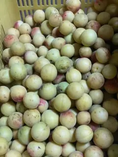 無農薬自然栽培 梅 サイズ:大小様々 数量: 3kgのサムネイル