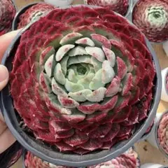 みゆき様 リクエスト 2点 まとめ商品