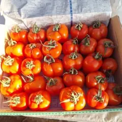 トマトベリー千葉県産(朝どり)のサムネイル