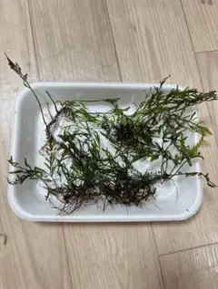 ボルビティスヒュディロティ山盛りセット ボルビティスヒュディロティ山盛りセット 2025年最新