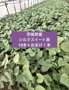 茨城県産シルクスイート さつまいも 苗 10本 【1週間限定！！】 - メルカリ