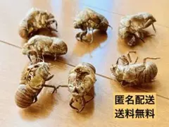 2026年最新】蝉の抜け殻の人気アイテム - メルカリ