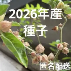 アシュワガンダ 2026年産 赤い実5個 種取り用のサムネイル