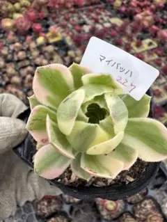 226 マイバッハ アエオニウム 多肉植物 抜き苗 根あり - メルカリ