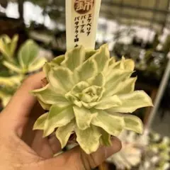 エケベリア パープルバタフライ錦 斑入り多肉植物 抜き苗発送 - メルカリ