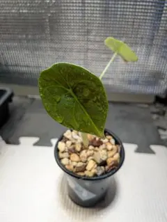 masa　アロカシアまとめ 本店】今週のミニ観葉コーナー🌱 | ザ・ガーデンの園芸スタッフブログ