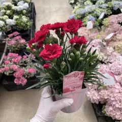 ミニバラ♡シルクレッド♡3号♡ポットごと宅急便コンパクト - メルカリ