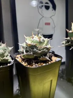 2025年最新】アガベ達磨の人気アイテム - メルカリ