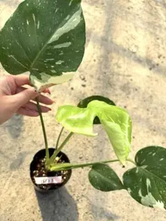 アンスリウム アロー　美しい　7号 鉢ごと発送 観葉植物　839 アンスリウム アロー 美しい 7号 鉢ごと発送 観葉植物 839 - メルカリ