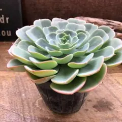 売却済み⑦⑧多肉　七福神　2ポットセット　ポットごと発送 2025年最新】多肉 七福神の人気アイテム - メルカリ