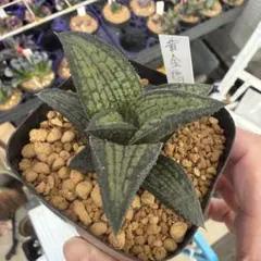 YAMA様 リクエスト 2点 まとめ商品