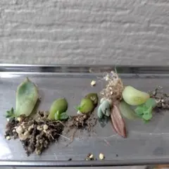多肉植物　葉挿しセット12