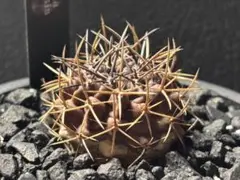 エリオシケ　トランシテンシス　実生のサムネイル