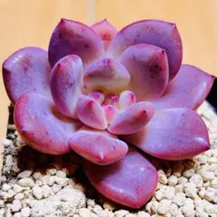 2025年最新】アリエル 多肉の人気アイテム - メルカリ