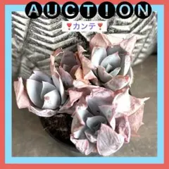 8*1様 ⚠️オークション⚠️ 現品 エケベリア 寄せ植え 多肉弁当 多肉植物