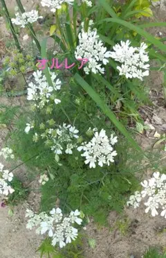 カピ様 リクエスト 2点 まとめ商品