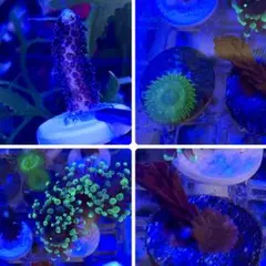 Mugiwara mu60様 リクエスト 2点 まとめ商品