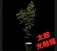 光触媒 人工観葉植物 ウォールグリーン フェイクグリーン バンブー 