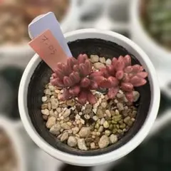 超希少　エレノア ホワイト ネナ　　　ローズリーフ　サンスベリア　ロリダ サンスベリア エレノア ホワイト ネナ 超希少輸入株 ローズリーフ