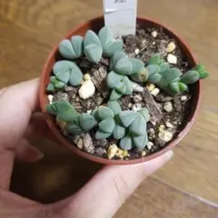 2025年最新】碧魚連の人気アイテム - メルカリ