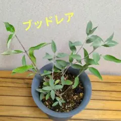 부드레아 모종