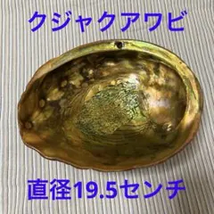 超特大35mm】天然バロックパール 付殻真珠 マベパール風 虹色極光 置物 