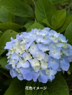 ミモザサク様 リクエスト 2点 まとめ商品