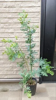 銀葉アカシア ミモザ 苗