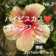 No.3【沖縄から♪】ハイビスカス(八重咲き・真っ赤)♥️枝分かれあり♪ No.1【沖縄から♪】ハイビスカス(八重咲き・ピンク)♥️ - メルカリ