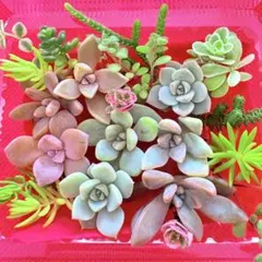 ⑧寄せ植えセット カット苗 詰め合わせ 多肉植物のサムネイル