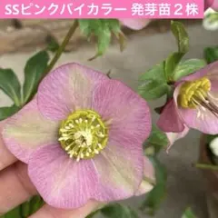 かよちゃん様 リクエスト 3点 まとめ商品