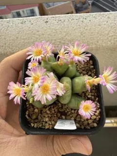 4 多肉植物　メセン　コノフィツム マウガニー bilobum ビロバム
