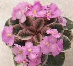 TOMY(*^^*)様 リクエスト 2点 まとめ商品